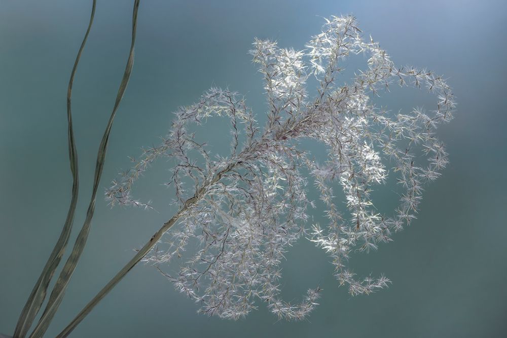 USA, Washington State, Seabeck. Zebra grass dry seed head.